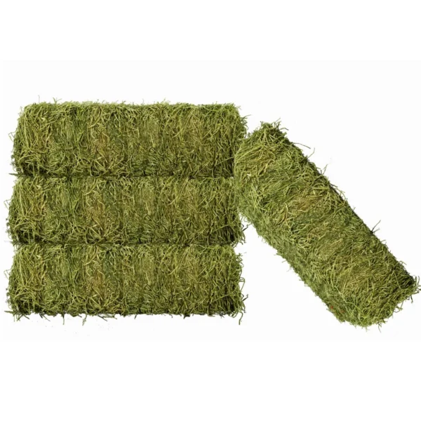 Sudanese Alfalfa - Image 2